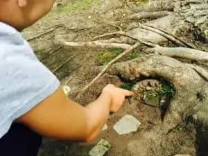 magical fairy trails