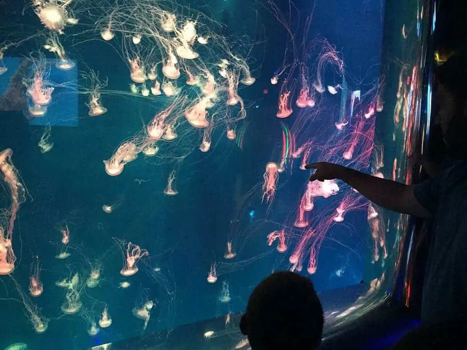 Aquarium of Myrtle Beach