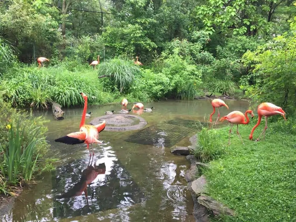 flamingos at pittsburgh zoo