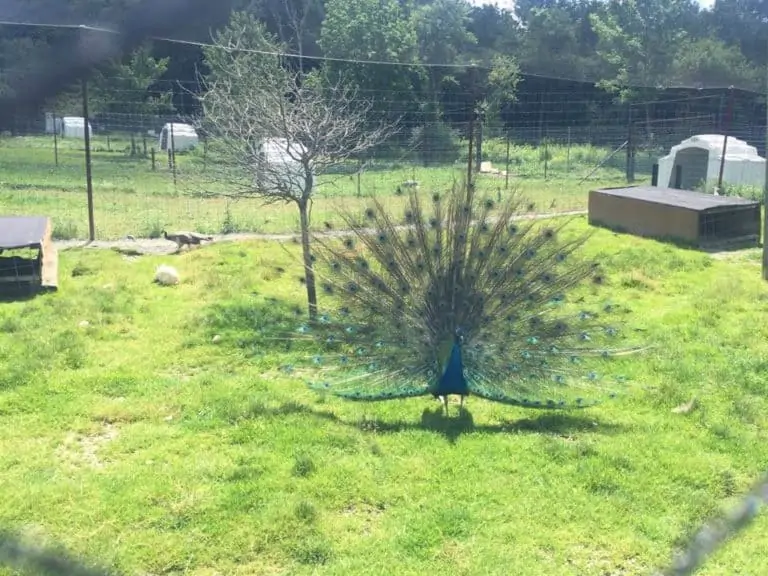 peacock at hidden valley animal adventure park