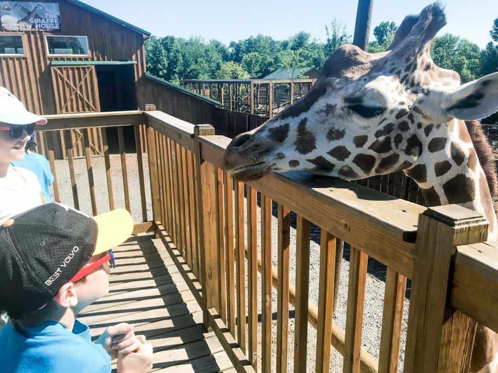 wild animal park syracuse