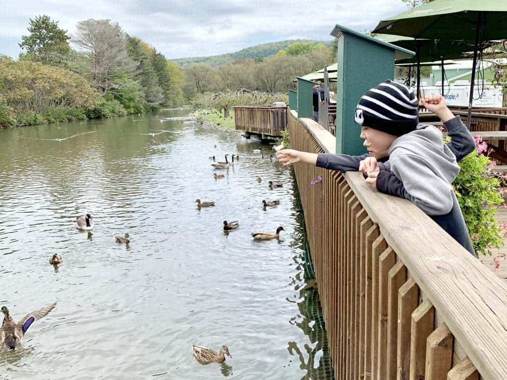 feed the ducks at fly creek mill