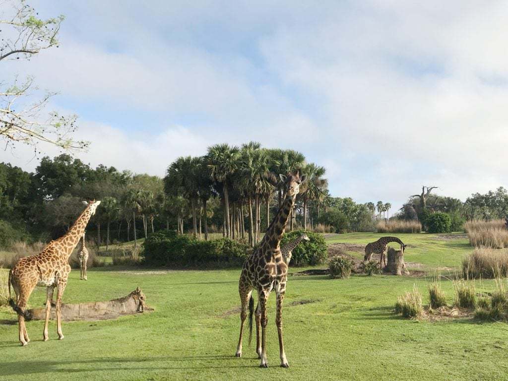 animal kingdom fastpass recommendations kilimanjaro safari