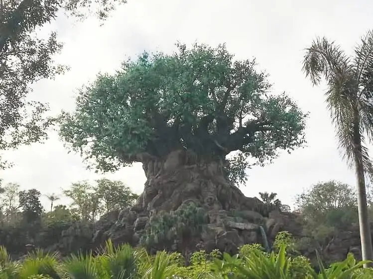 tree of life at animal kingdom