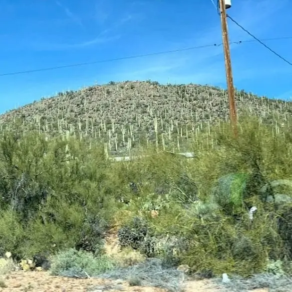 cactus in tucson arizona