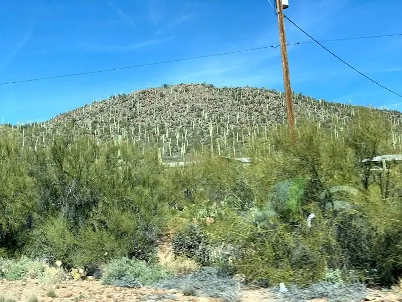 tucson arizona cactus
