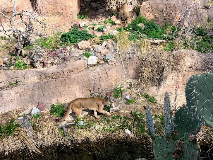 Tucson Desert Museum Animals