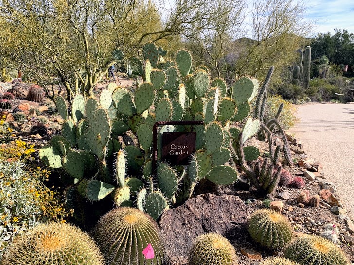 cactus garden at arizona sonora desert museum