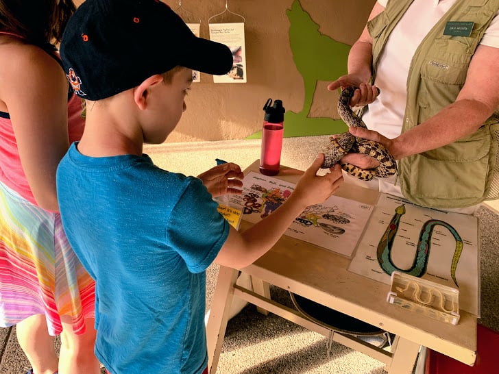 snake encounter at arizona sonora desert museum