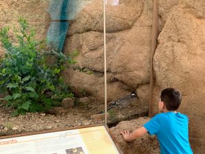 visiting the arizona-sonora desert museum with kids