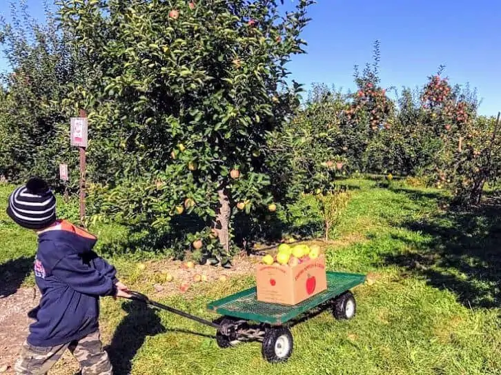 apple picking in rochester new york.