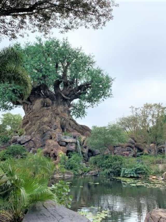 Where to Find the Best Character Meet and Greets in Animal Kingdom