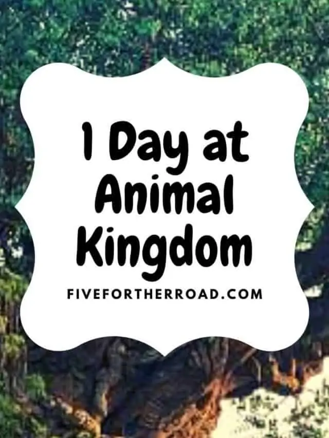 One Day at Animal Kingdom