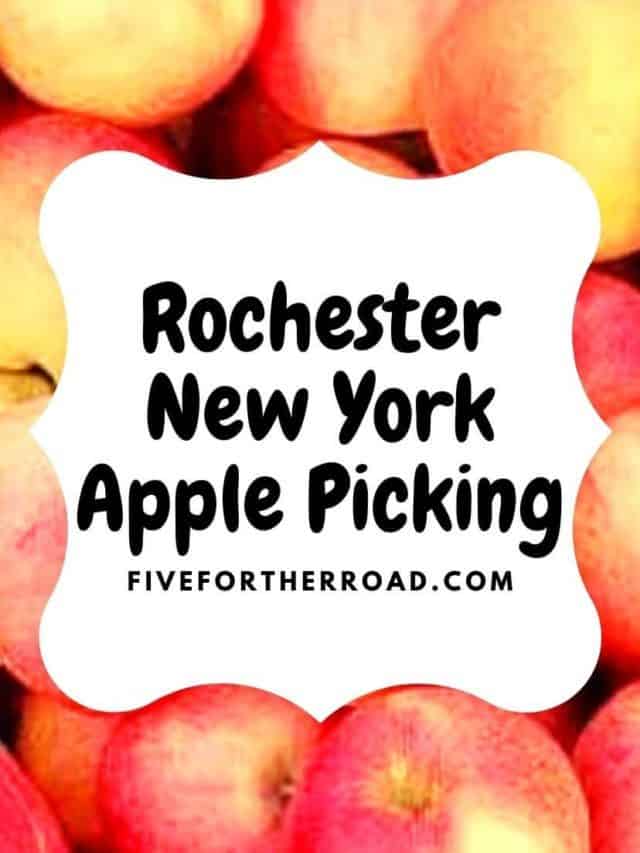 Rochester NY Apple Picking