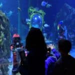 3 Nights in Carlsbad CA with Kids: Itinerary, Where to Stay & What to Do
