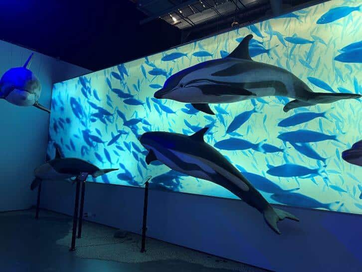 whale museum in iceland