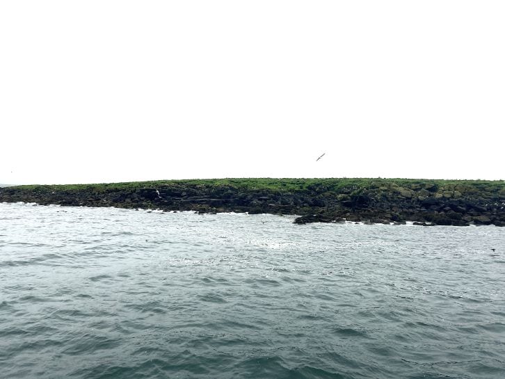 puffin tour iceland in june