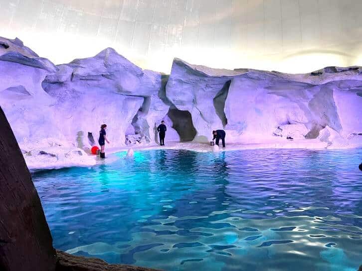 beluga whales at seaworld orlando