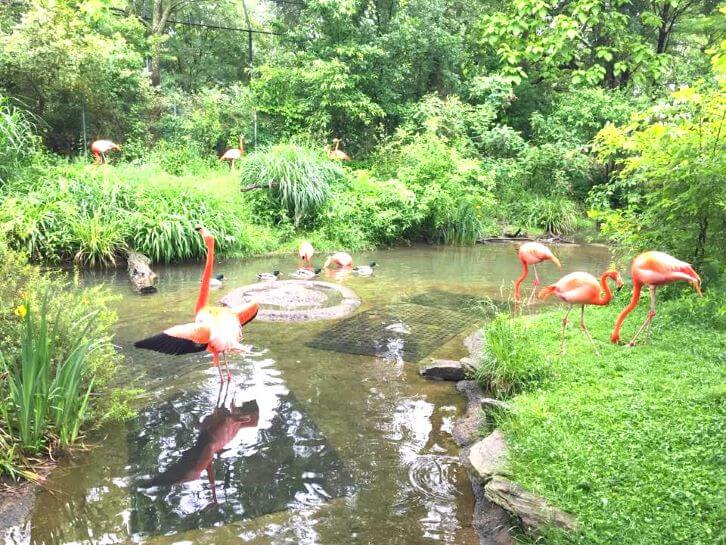 pittsburgh zoo flamingo