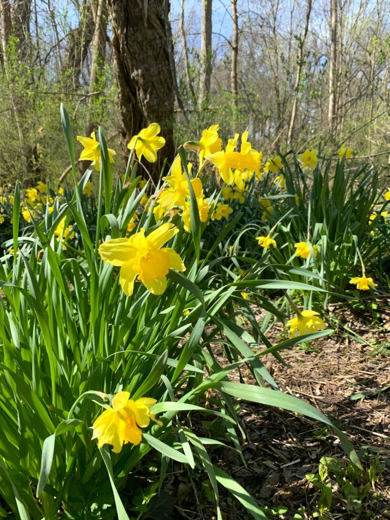 daffodil at powder mills park