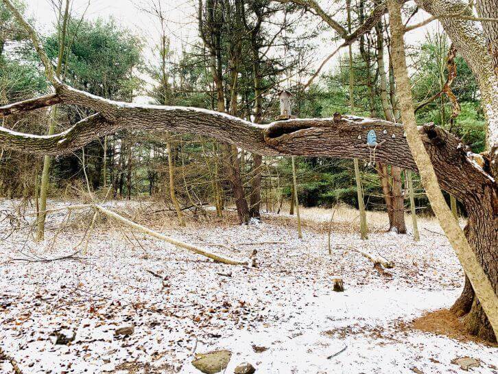 mendon ponds park fairy trail