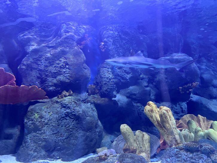 dangerous reef shark and coral