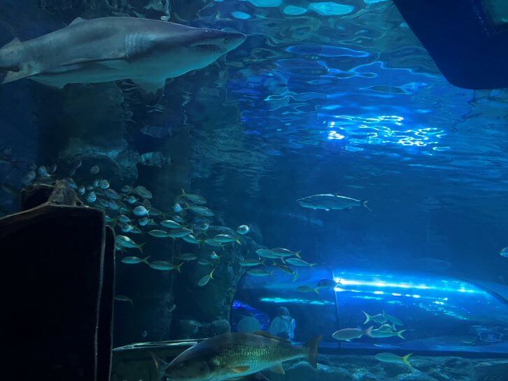 dangerous reef sharks and school of fish