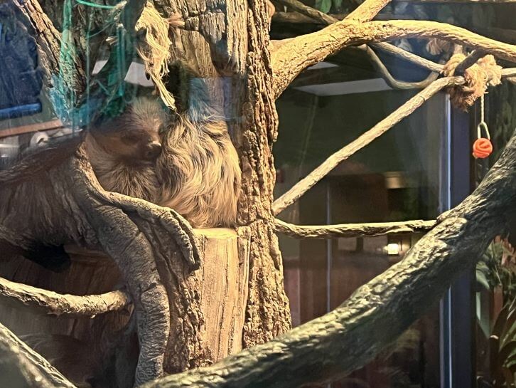 sloth trail at ripleys myrtle beach aquarium