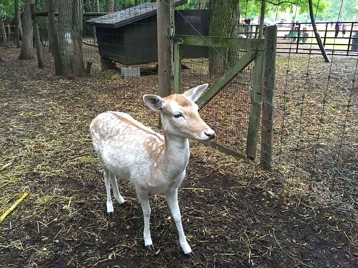 animals at powers farm market
