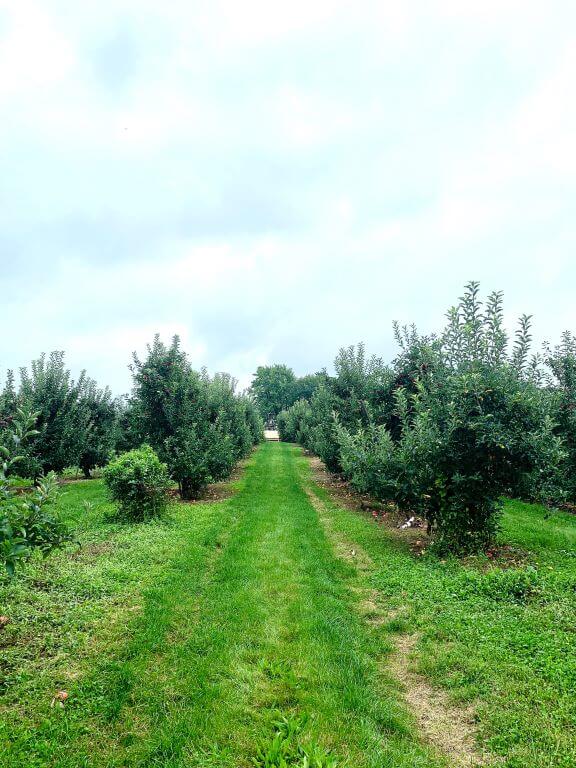 apple orchard in rochester new york