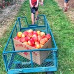Best Places for Apple Picking in Rochester, NY (2026)