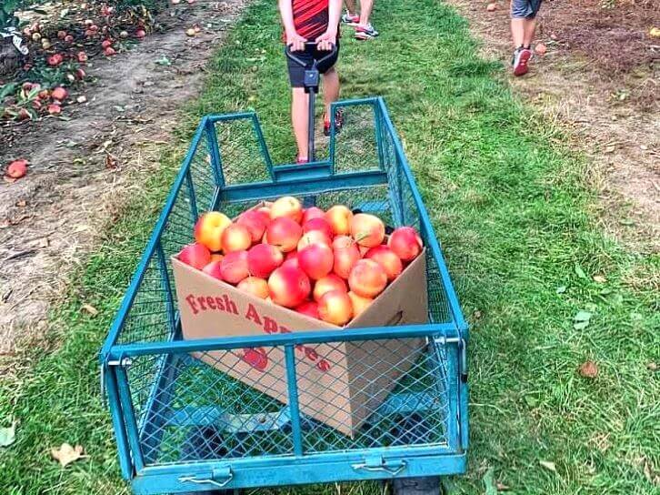apple picking in rochester ny with kids