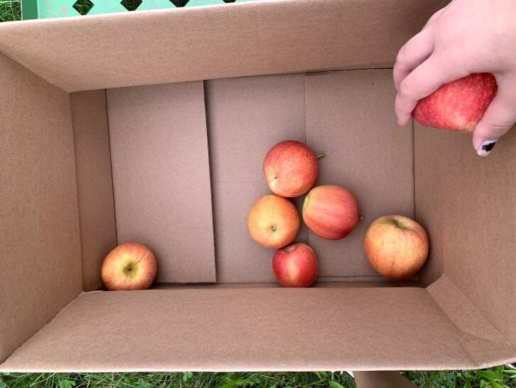 filling up our box for apple picking
