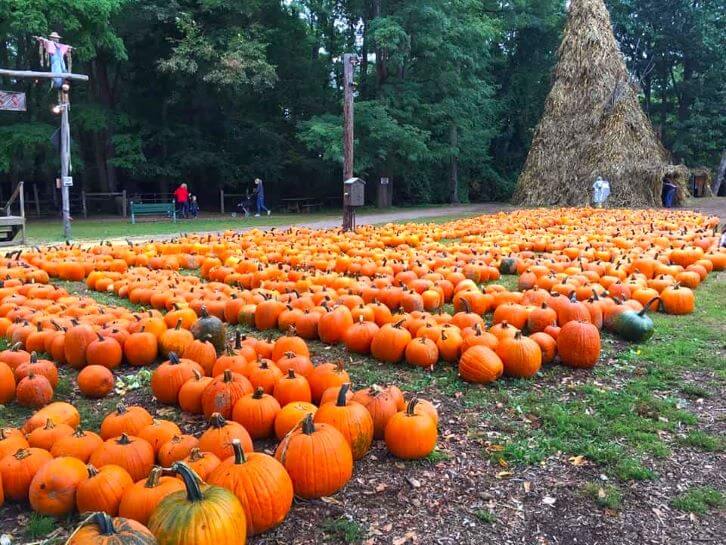 pumpkins at powers farm market