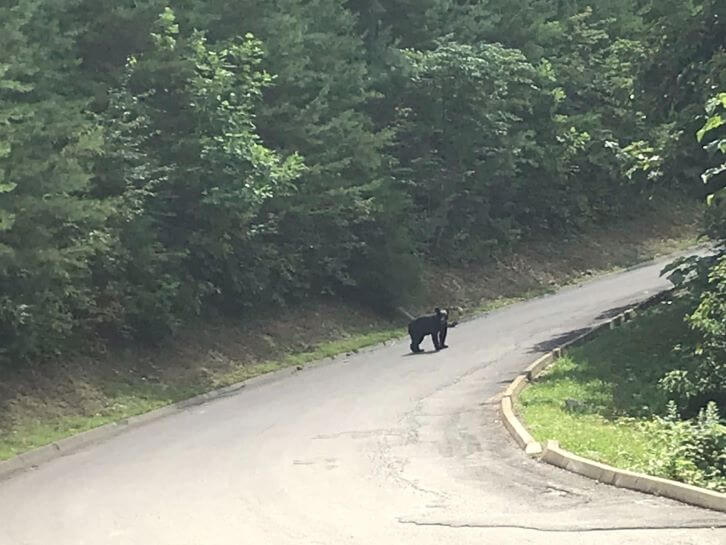 bear at cabin pigeon forge tn