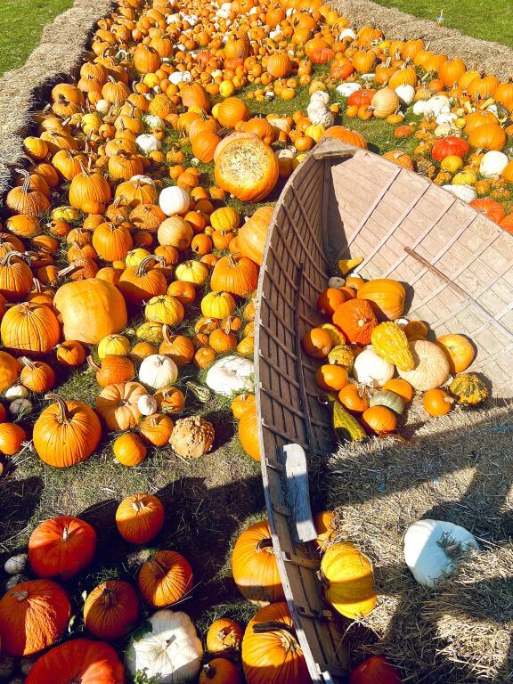 pumpkins at wickham farms