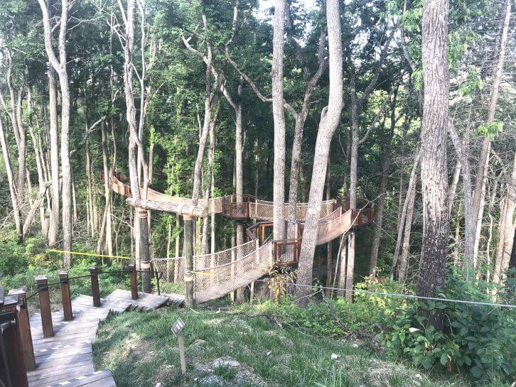 treetop walkways at anakeesta