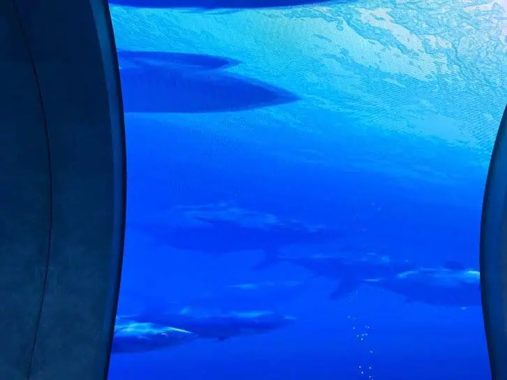 fish tunnel at arcadia earth