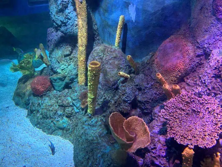 sealife legoland california