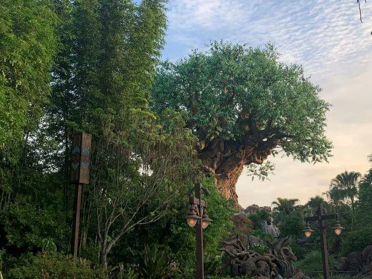 morning hours at disney