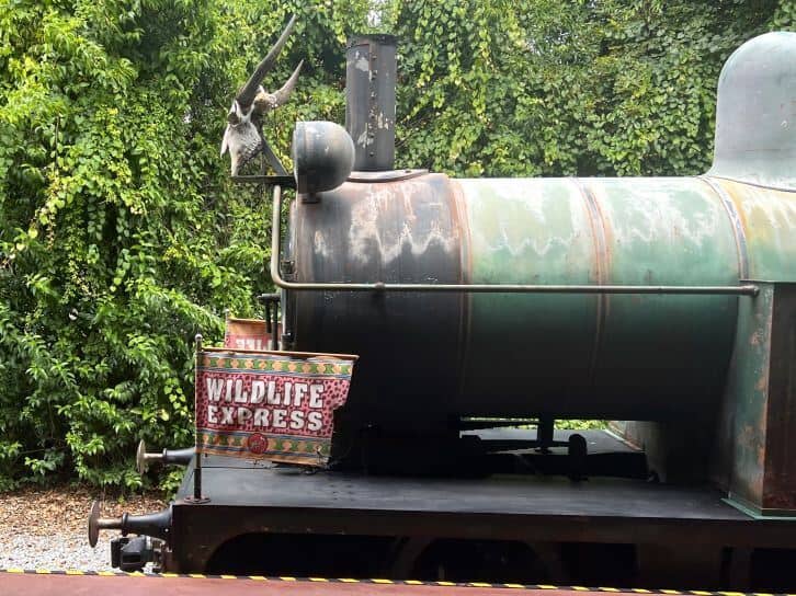 wildlife express at animal kingdom