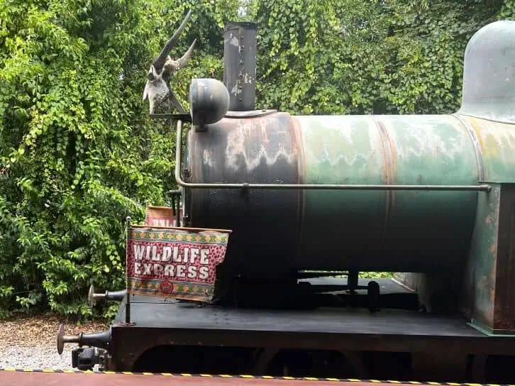 wildlife express at animal kingdom