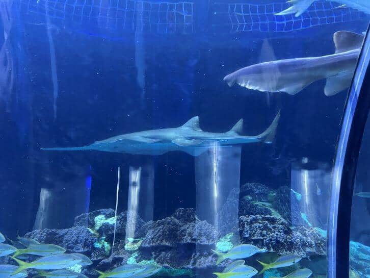 aquarium at seaworld orlando