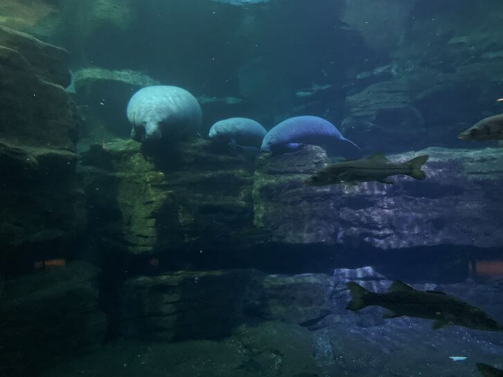 manatees at seaworld orlando